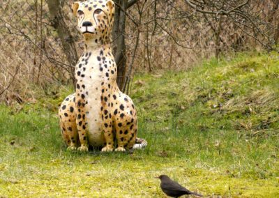 Cheetah en profile