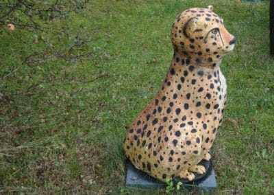 Cheetah en face