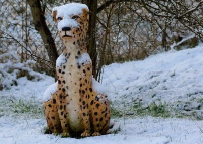 Cheetah in de sneeuw