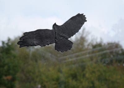Vogel op raam 2